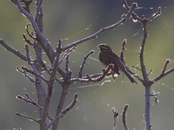 <h3>Emberiza&nbsp;cirlus / Cirl&nbsp;bunting / Cirlgors</h3>OM-1 Mark II met OLYMPUS M.150-400mm F4.5 TC, 1/2000 sec  bij F5.6, ISO 1000, afstand 39.4&nbsp;m